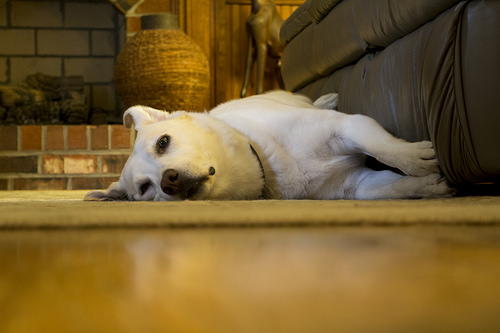 photo credit: Tired Puppy via photopin (license)