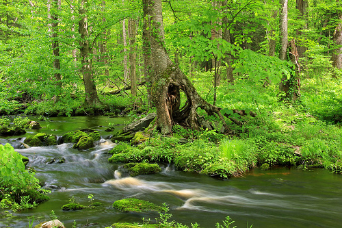 photo credit: Pennel Run (2) via photopin (license)