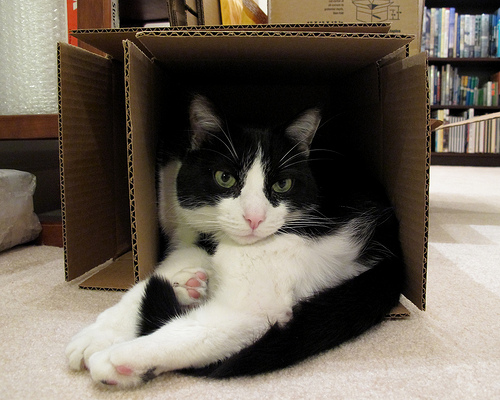 photo credit: Oliver in a Too-Small Box via photopin (license)